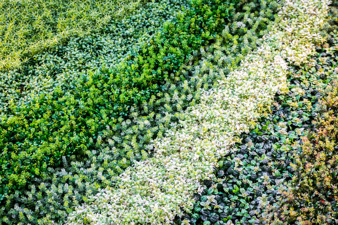 backyard grass system redondo